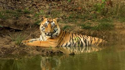 Land of Tigers: Bandhavgarh