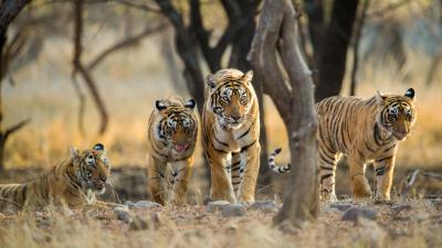 The Hub for Spotting Tigers (05 Nights Kanha & Bandhavgarh)