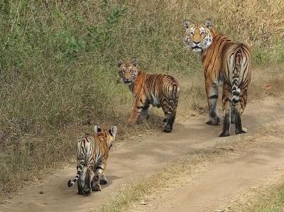 Unforgettable Wildlife Experience (Tadoba, & Pench - 05 Nights)